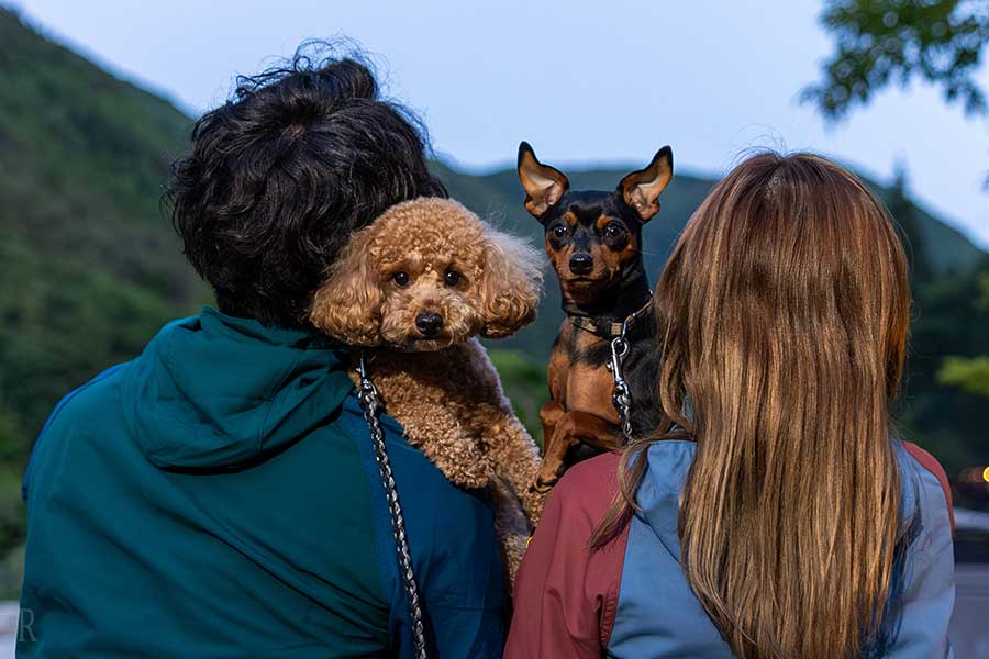 可與愛犬共度時光的繭形帳篷